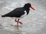 Australian Pied Oystercatcher