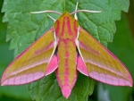 Elephant Hawk Moth