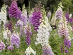 Foxglove