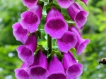 Foxglove