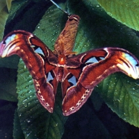 Atlacus atlas