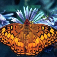 Euploieta claudia