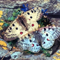 Parnassius apollo