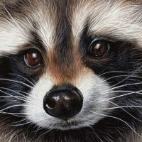 Raccoon
