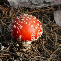 Fly agarlic