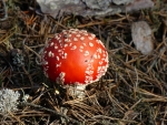 Fly agarlic