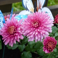 Chrysanthemum