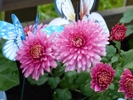 Chrysanthemum