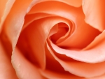 Apricot Rose