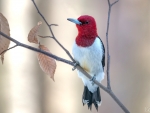 Red-headed Woodpecker