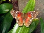 Scarlet Peacock Butterfly