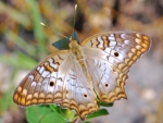 White Peacock Butterfly