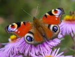 Peacock Butterfly