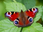 Peacock Butterfly