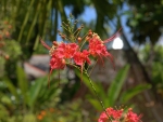 Peacock Flowers