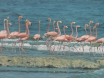 Flamingos