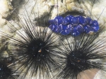 Sea urchins