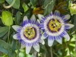 Passion Flower