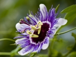 Passion Flower