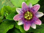 Passion Flower