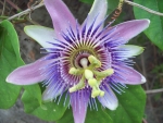 Passion Flower