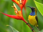 Little Bird on Heliconia Flower