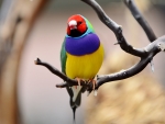 Gouldian Finch