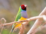 Gouldian Finch
