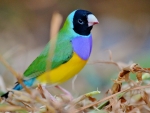 Gouldian Finch