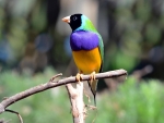 Gouldian Finch