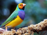 Gouldian Finch