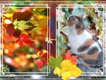 Cat in autumn day