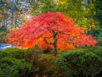 Japanese Maple Tree at Sunrise