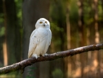 Snowy Owl