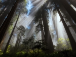 California Redwoods