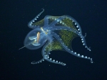 Rare Glass Octopus
