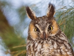 Long Eared Owl