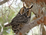 Long Eared Owl