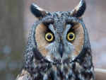 Long Eared Owl