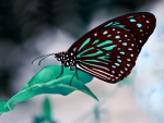Blue Tiger Butterfly