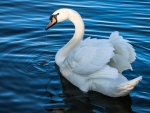 Mute Swan