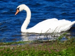 Mute Swan