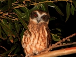 Boobook Owl