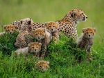 MOTHER CHEETAH WITH HER CUBS