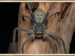 HUNTSMAN SPIDER