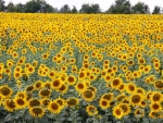 sunflower field