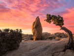 Penguin Rock In Joshua Tree NP During Sunrise, California