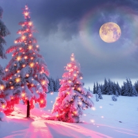 Outdoor Decorated Trees