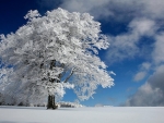 White Tree In Black Forest, Germany