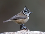Crested Tit